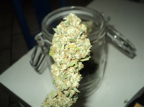 blue rolex strain|Rollex OG Kush Weed Strain Information .